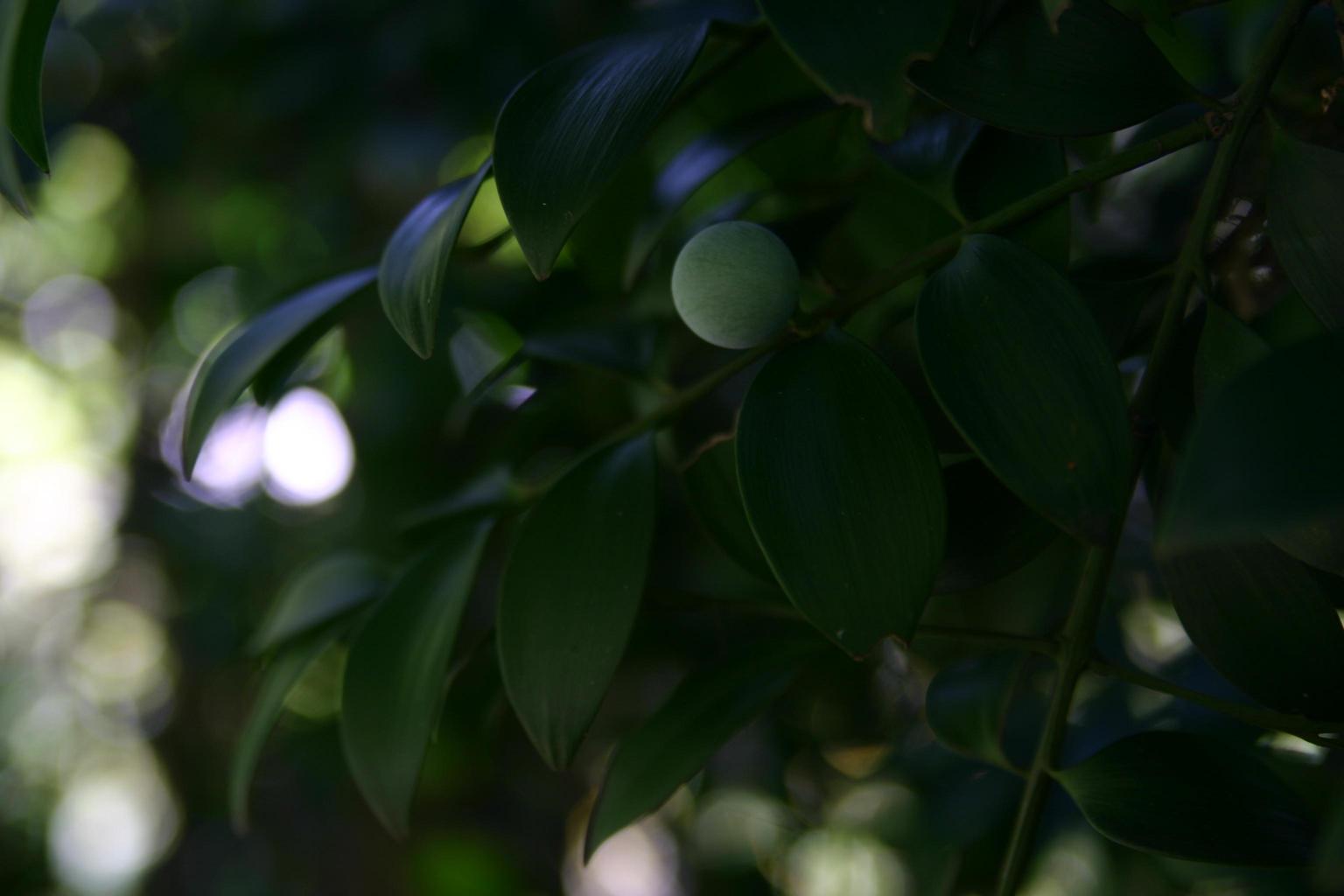 죽백나무 이미지