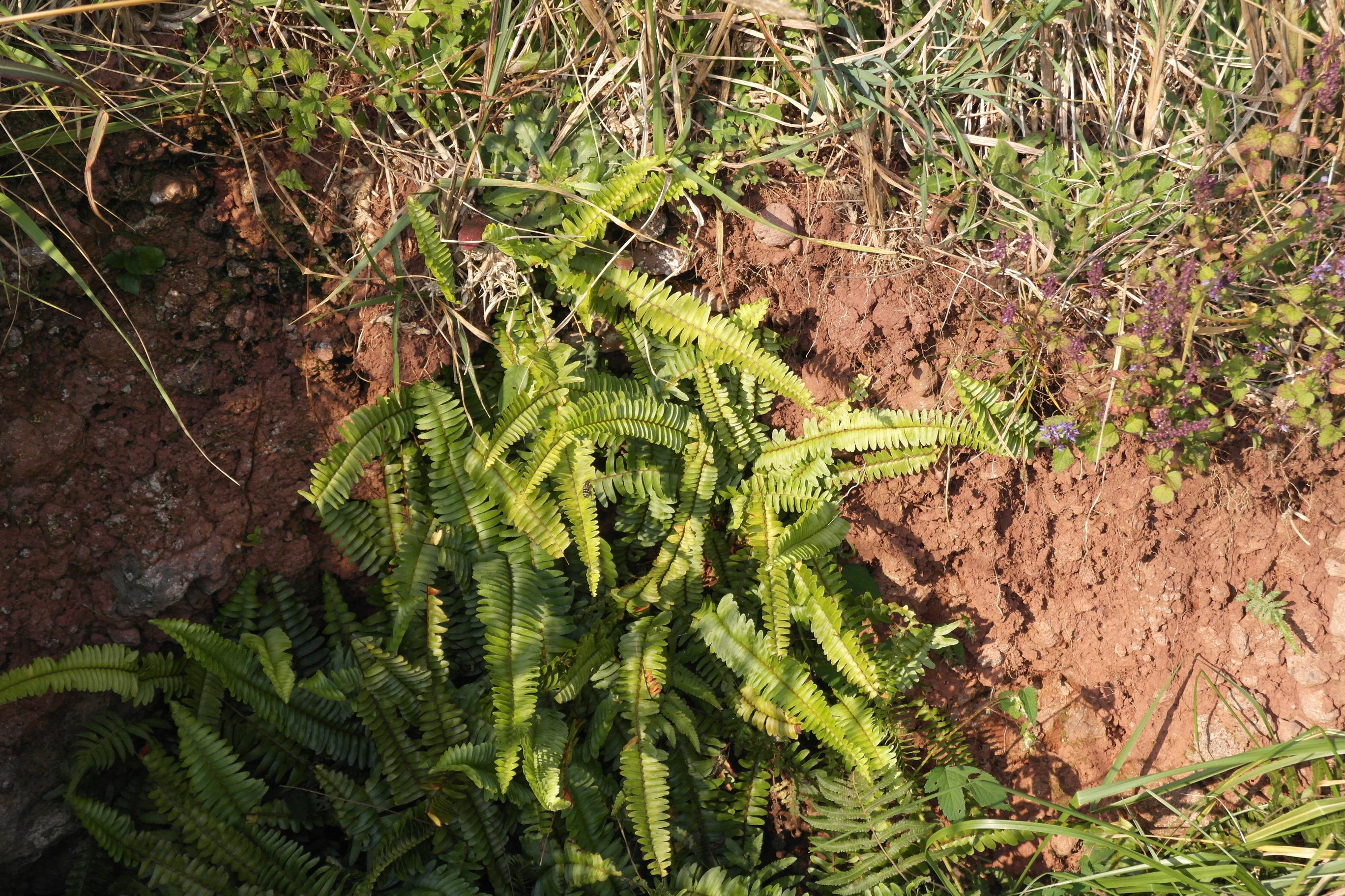 줄고사리 이미지