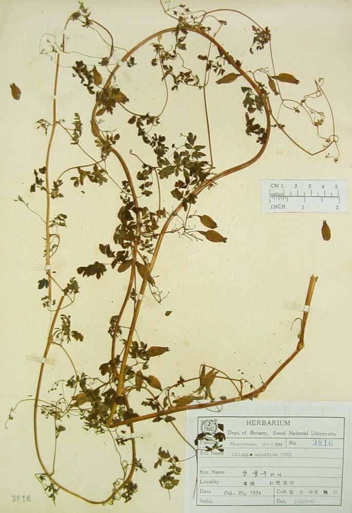 줄꽃주머니 이미지