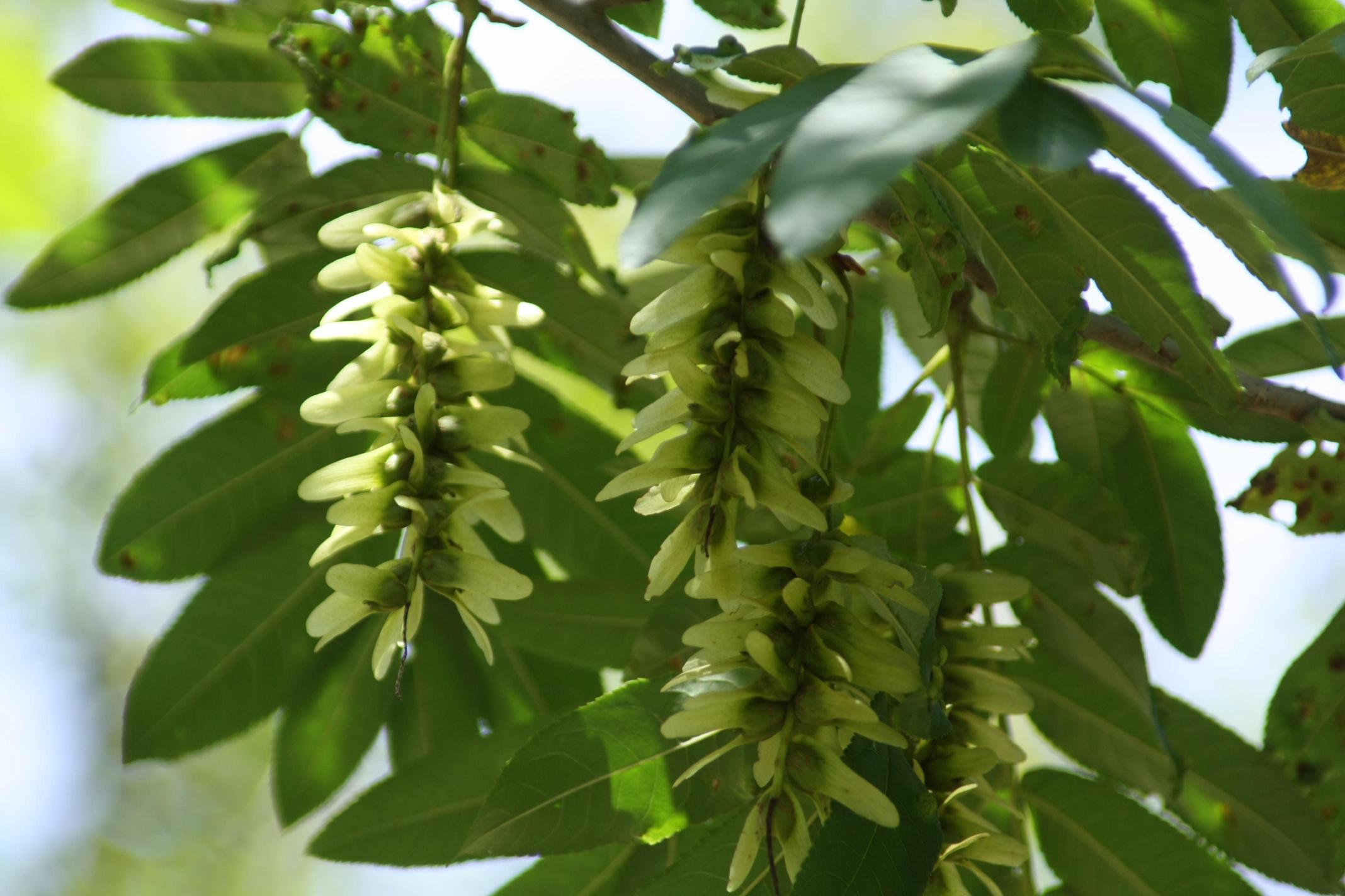 중국굴피나무 이미지