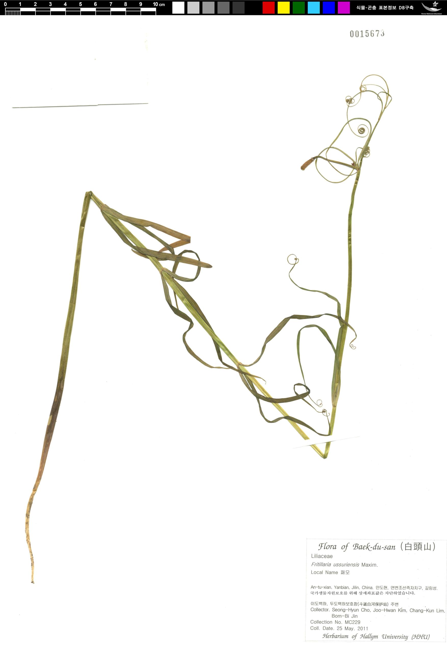 중국패모 이미지