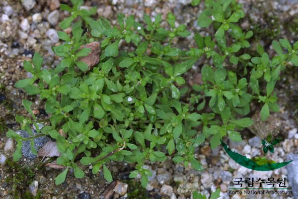 중대가리풀 이미지