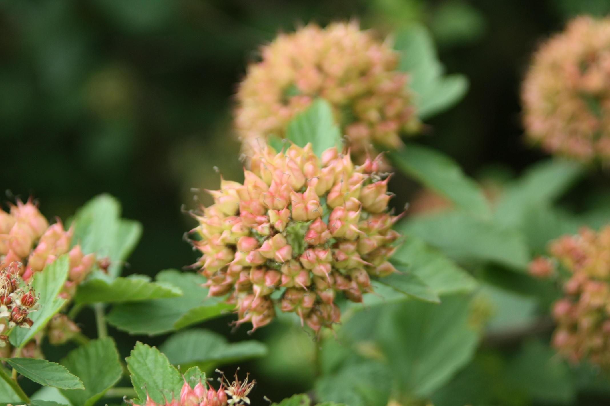 중산국수나무 이미지