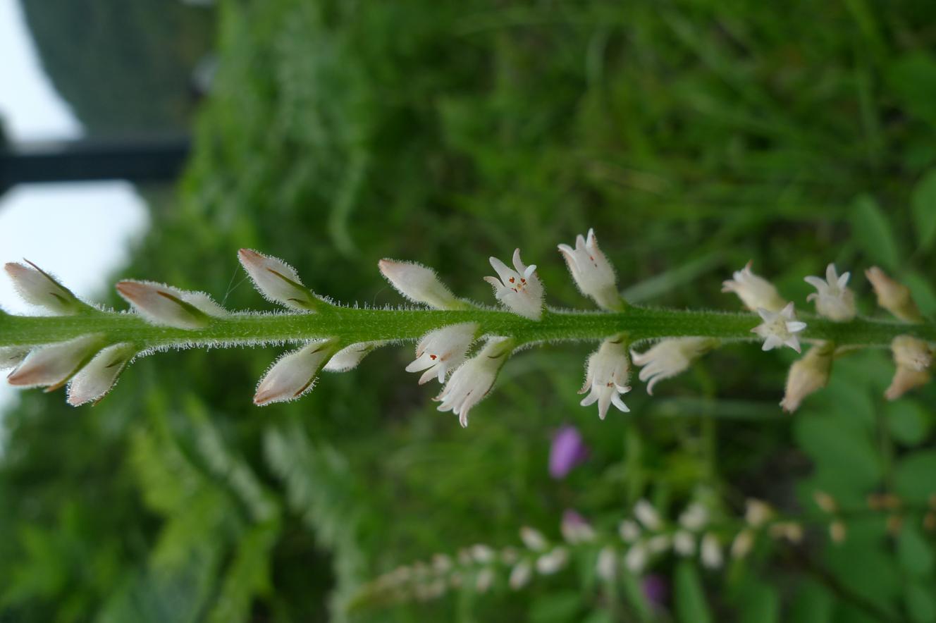 쥐꼬리풀 이미지