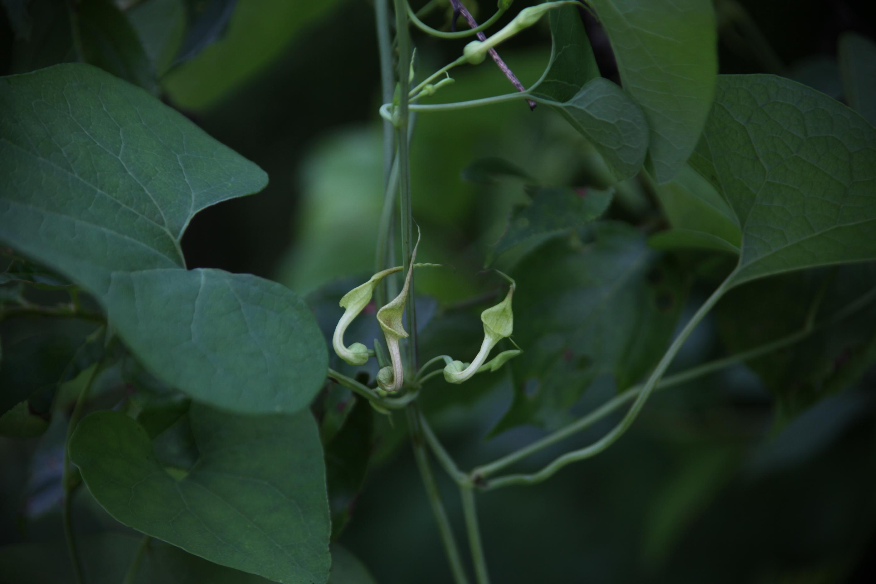 쥐방울덩굴 이미지