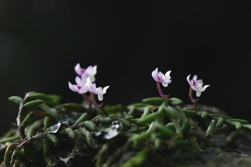 지네발란 이미지