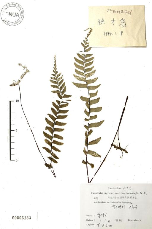 지느러미고사리 이미지