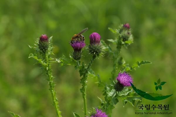 지느러미엉겅퀴 이미지