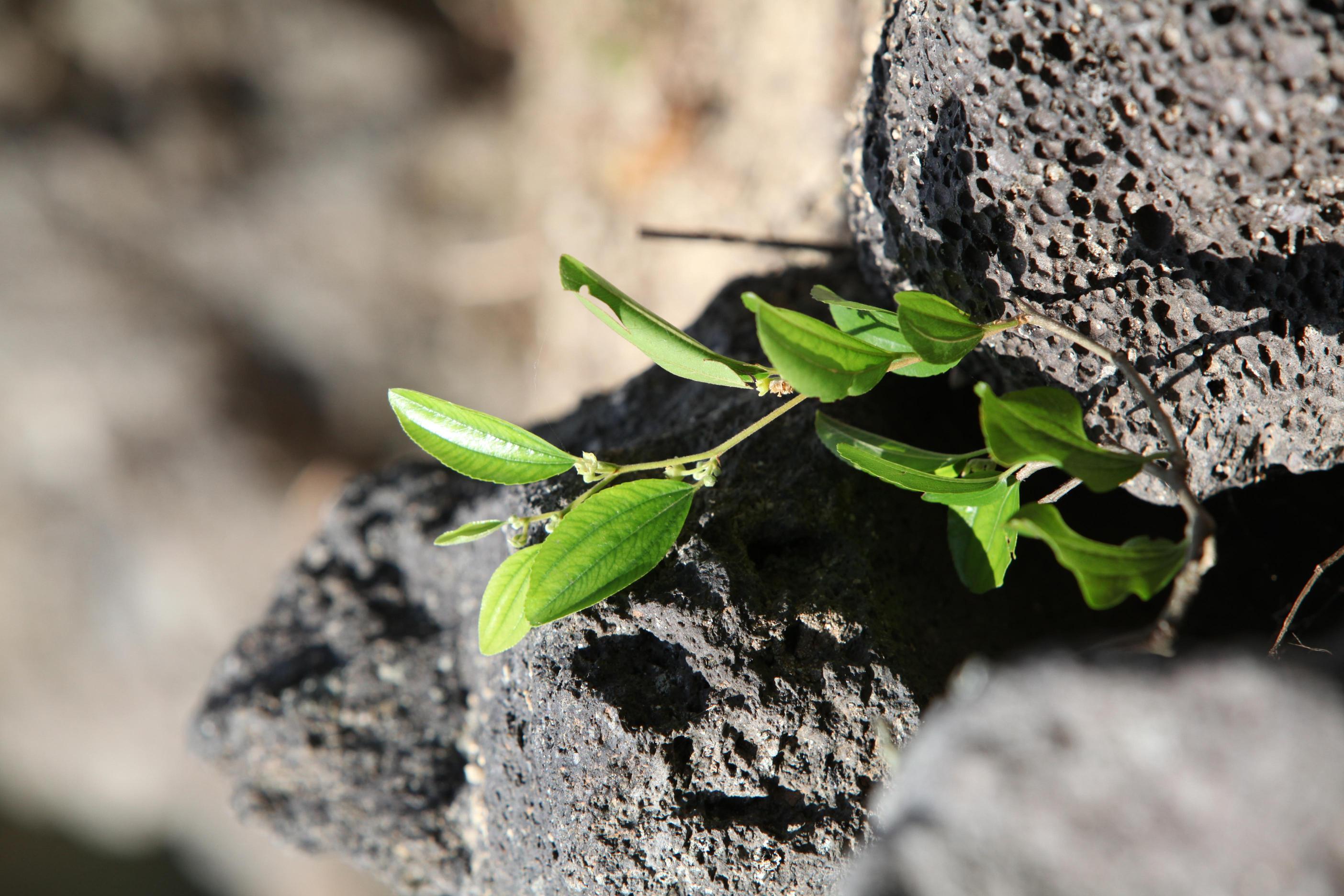 갯대추나무 이미지