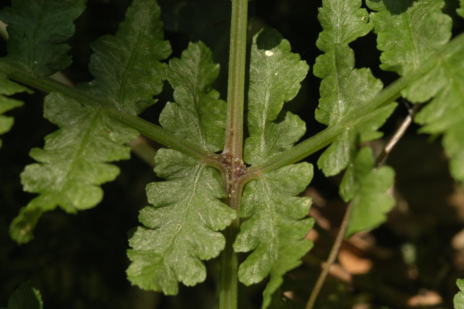 지리산숲고사리 이미지