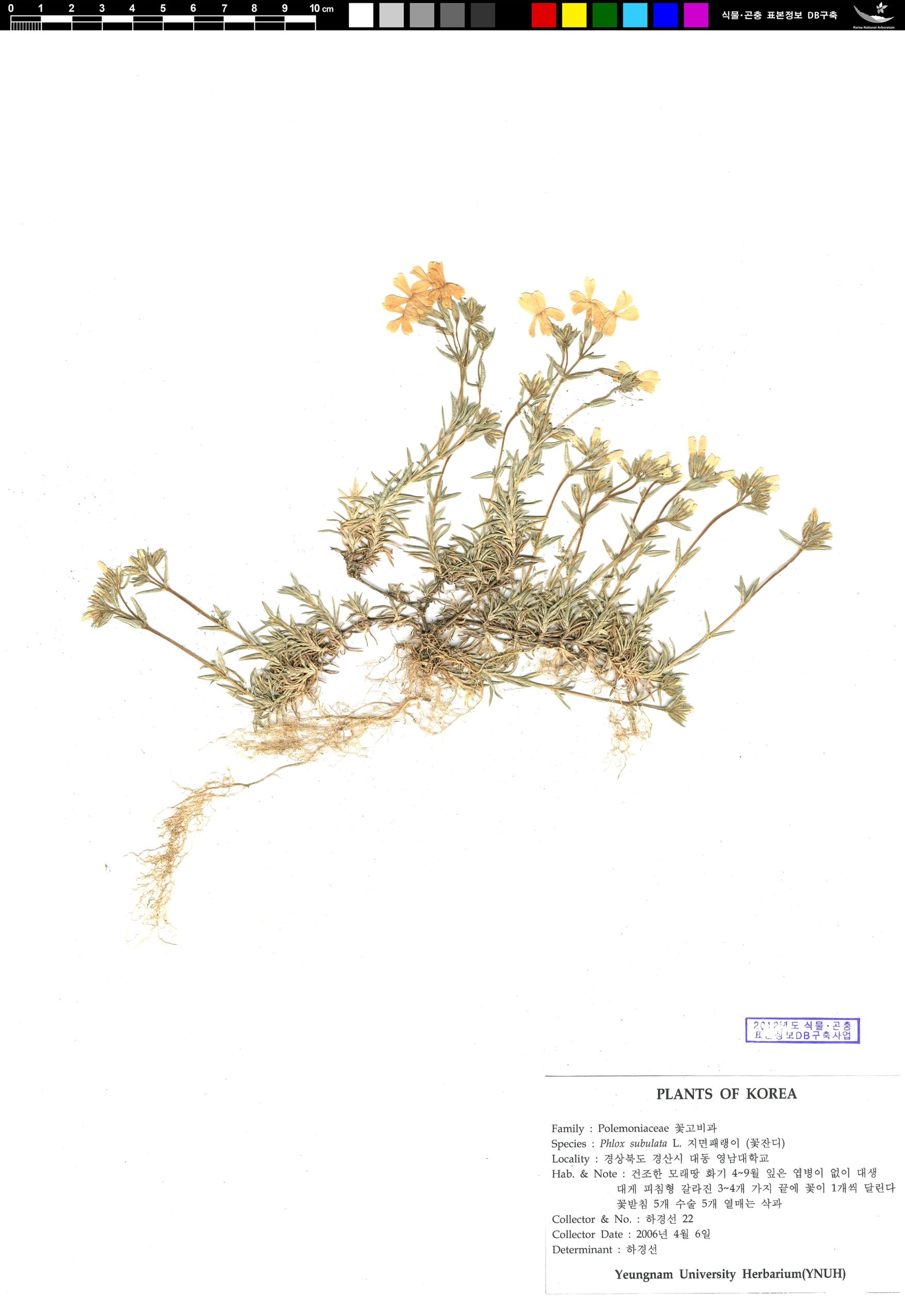 지면패랭이꽃 이미지