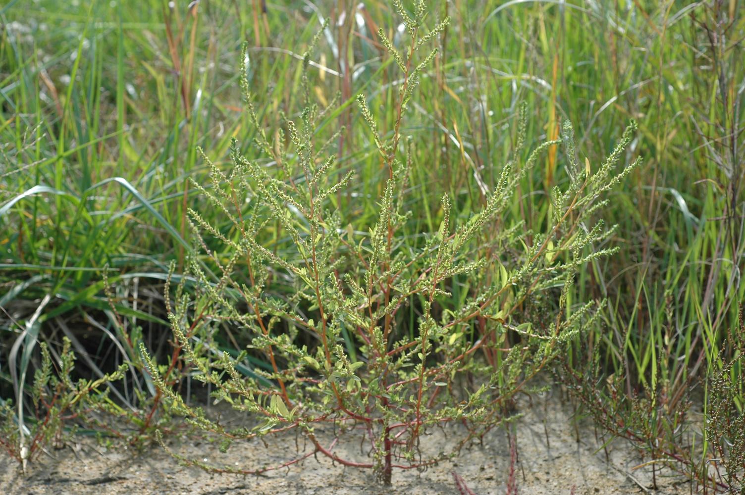 갯댑싸리 이미지