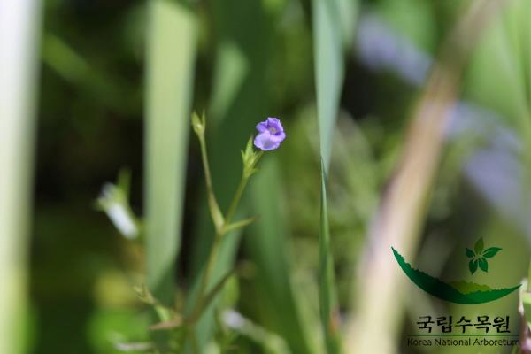 진땅고추풀 이미지