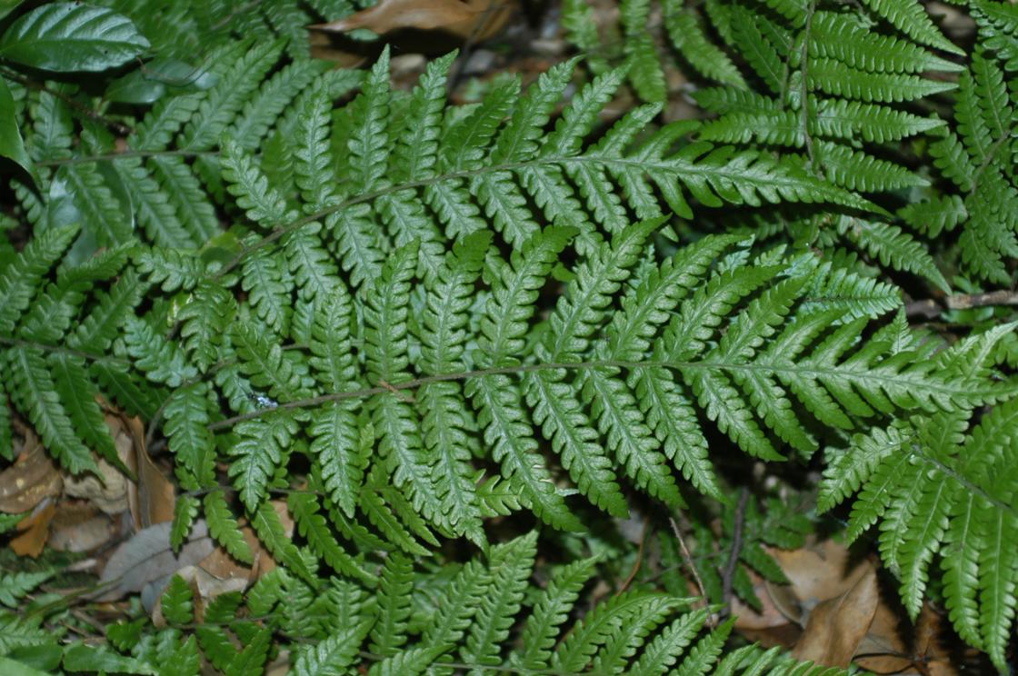 진퍼리고사리 이미지