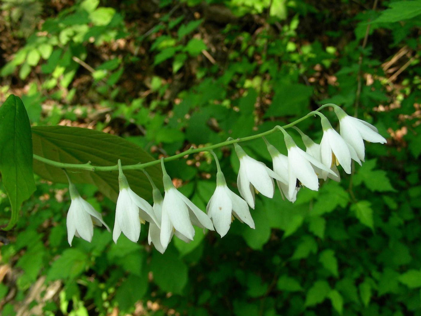 쪽동백나무 이미지