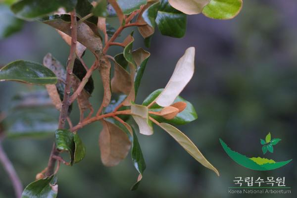 참나무겨우살이 이미지