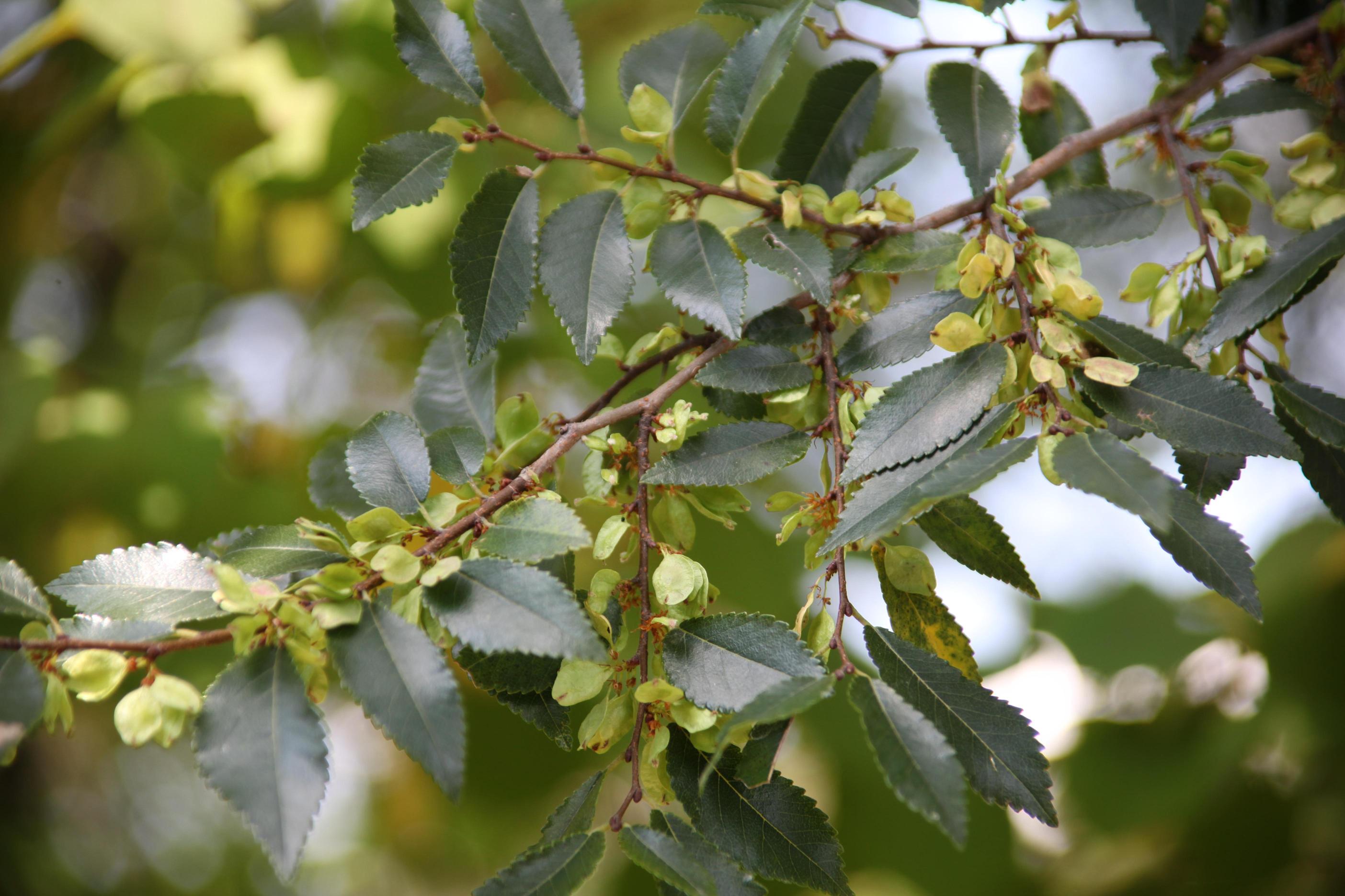 참느릅나무 이미지