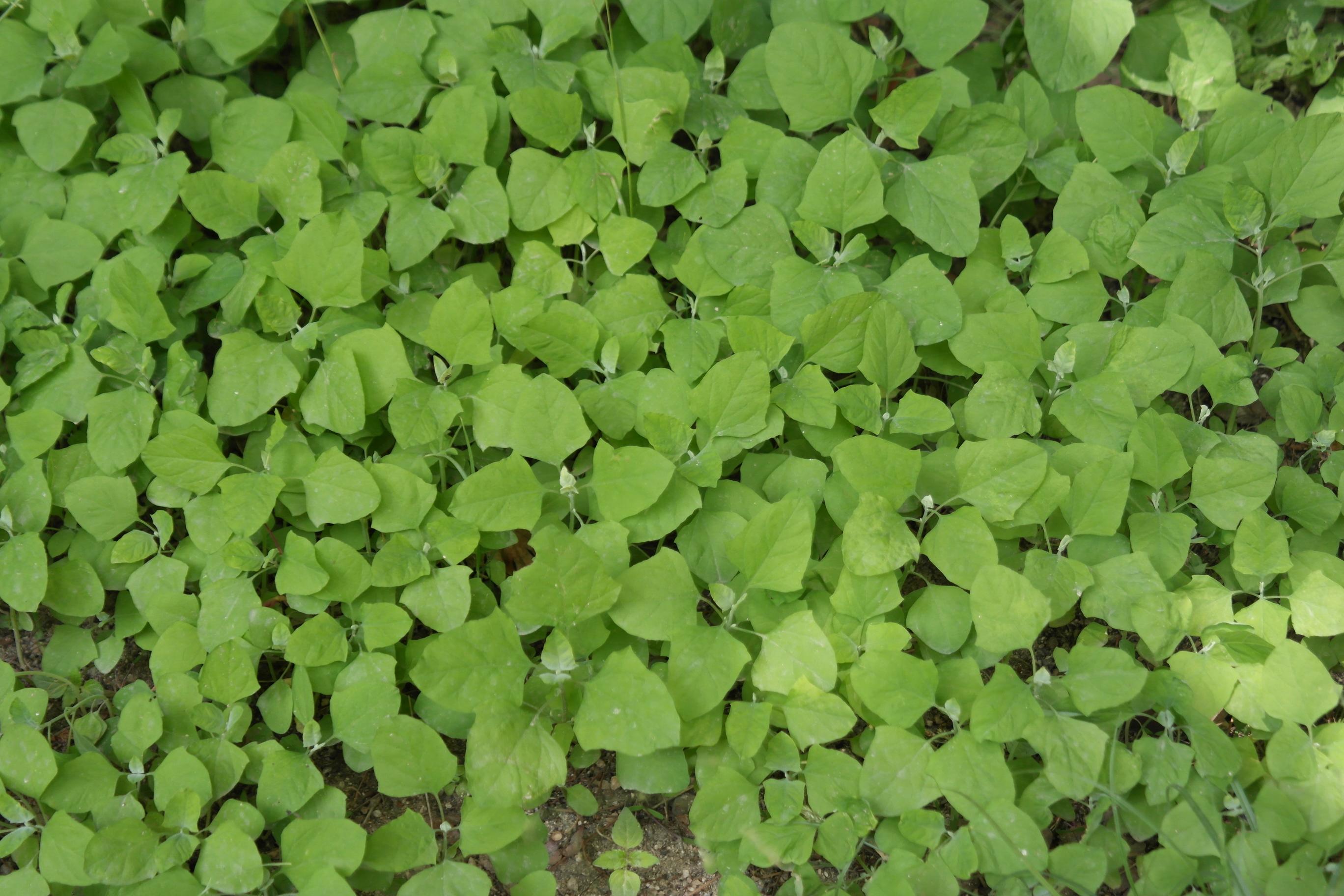 참명아주 이미지