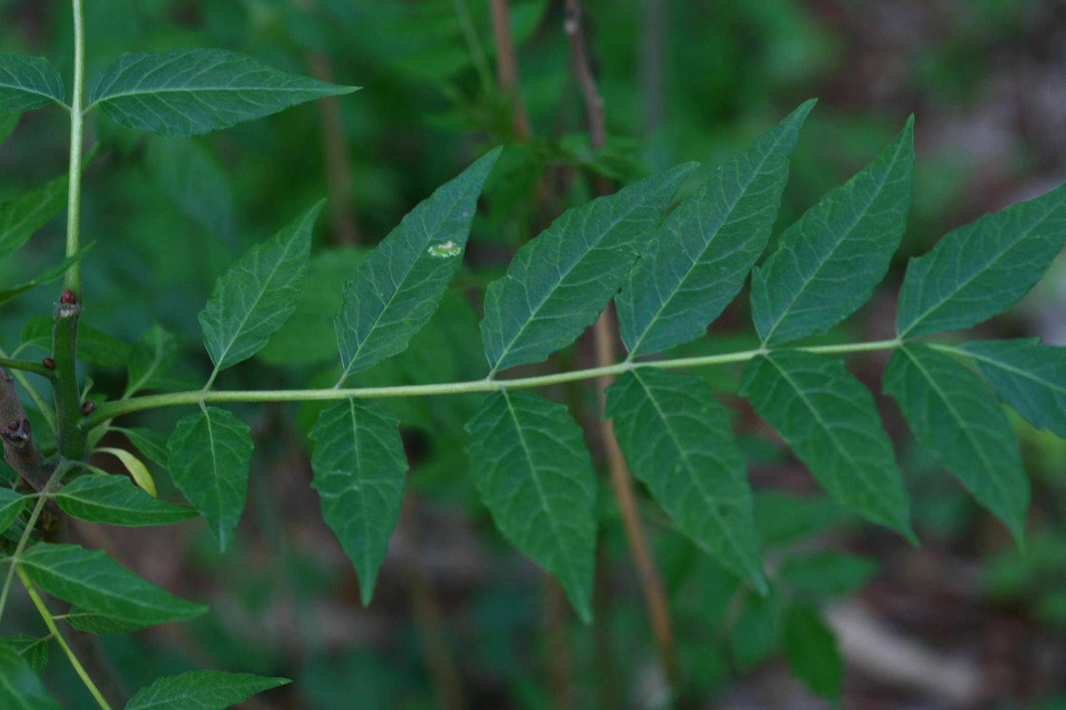 참죽나무 이미지