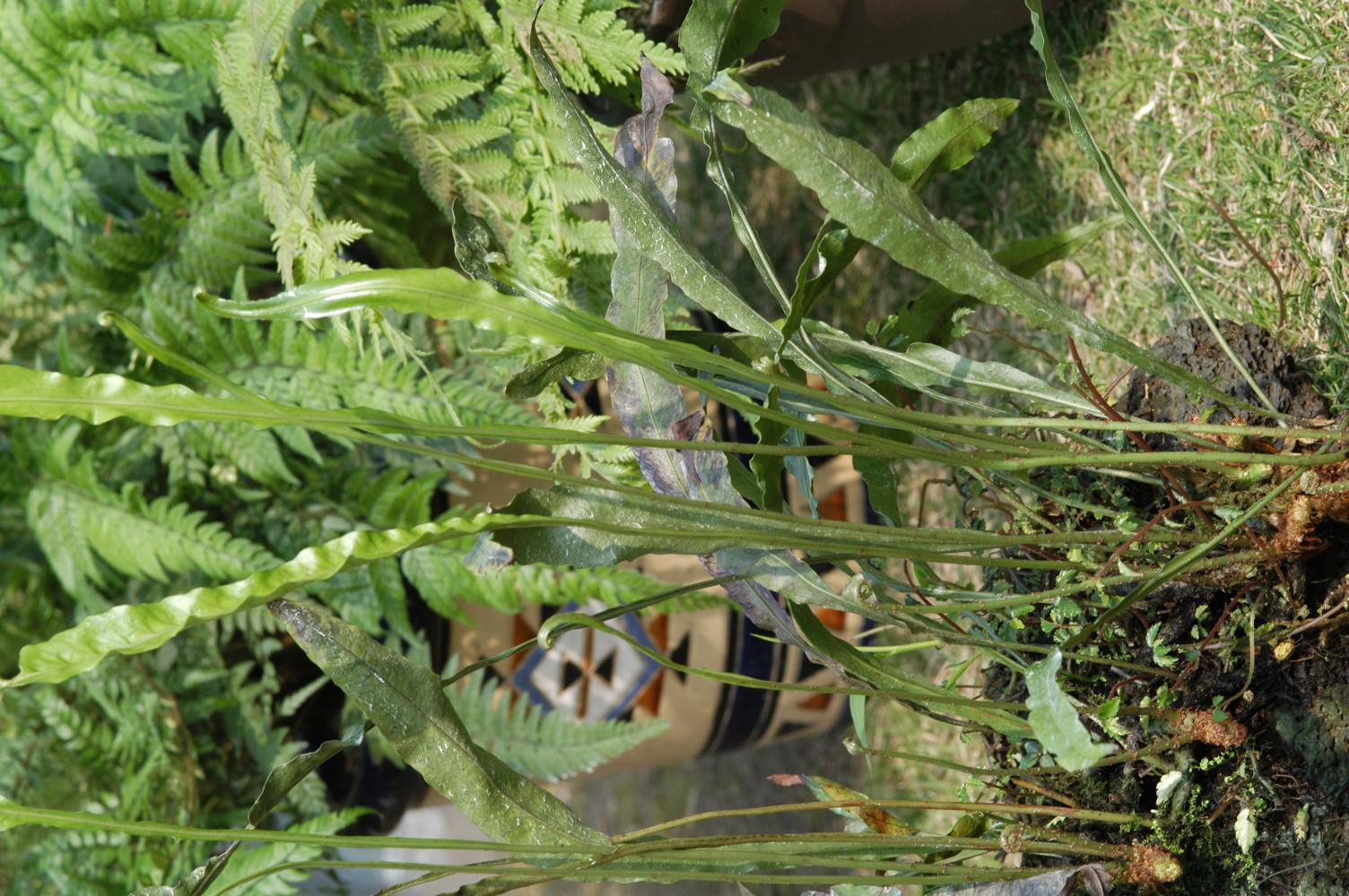 창고사리 이미지