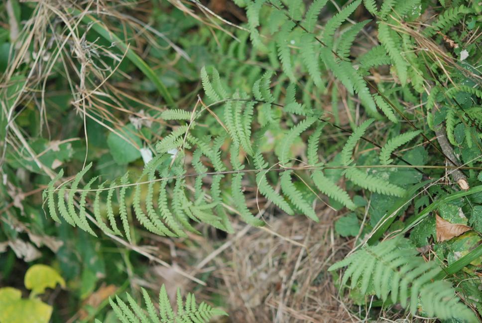 처녀고사리 이미지