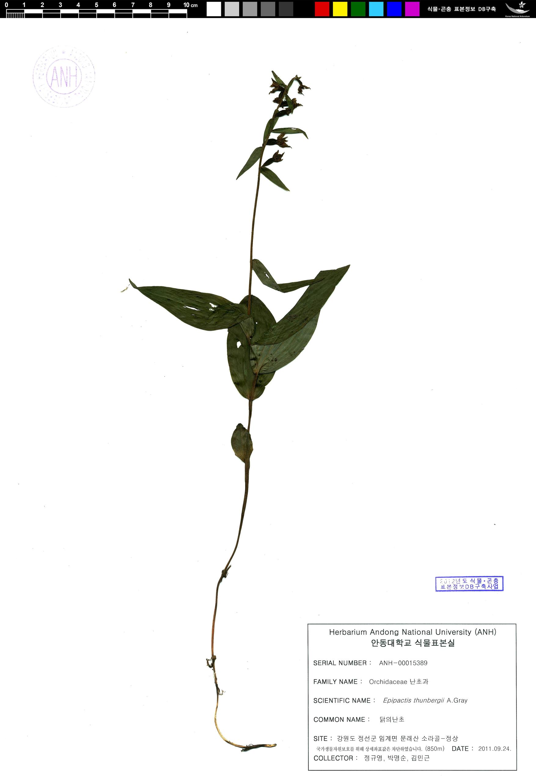 청닭의난초 이미지