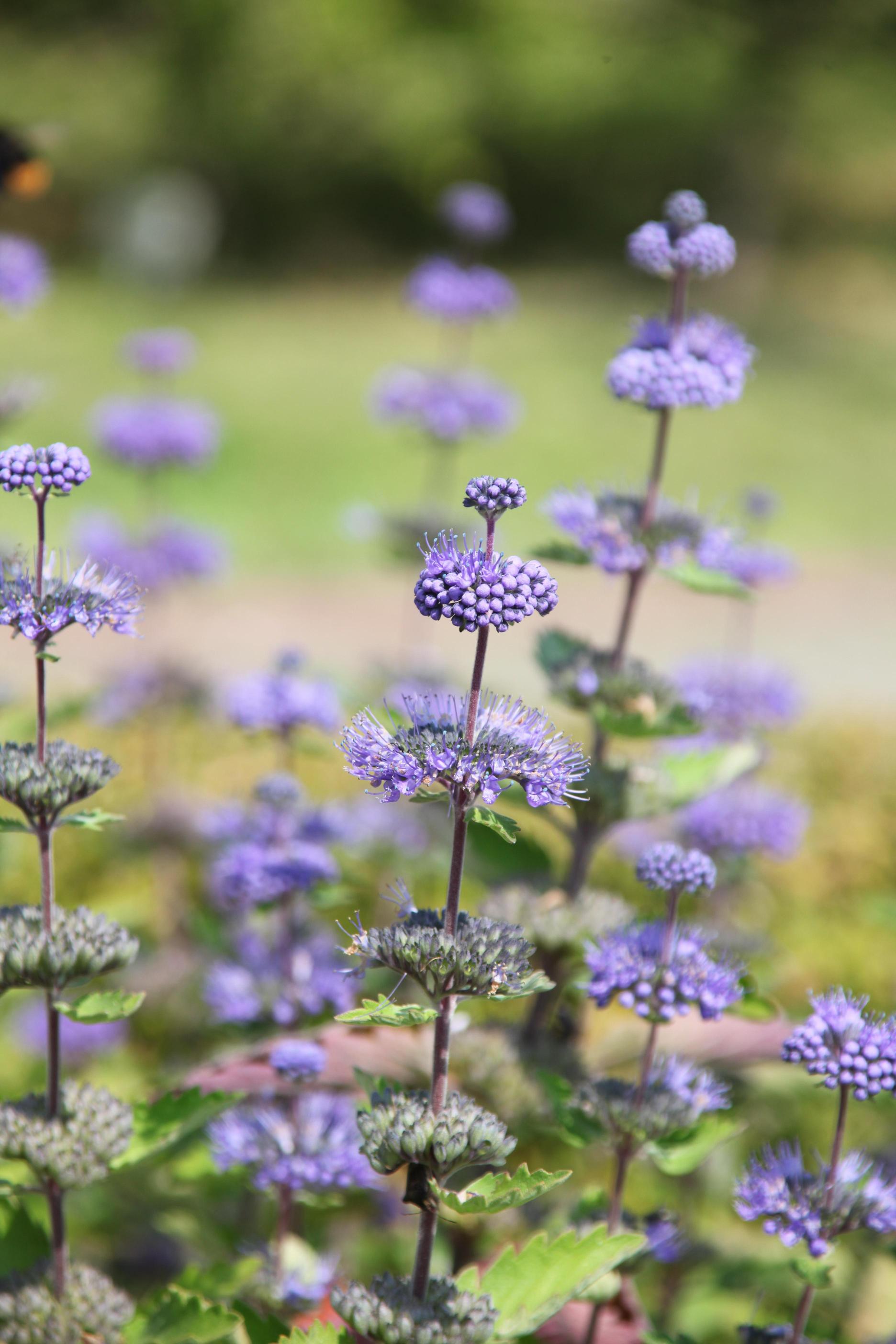 층꽃나무 이미지