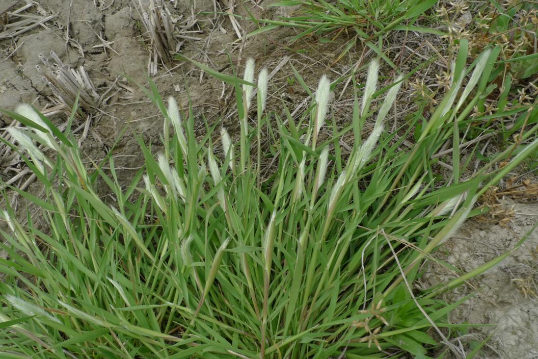 갯쇠돌피 이미지