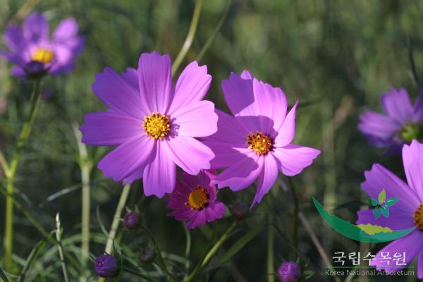 코스모스 이미지