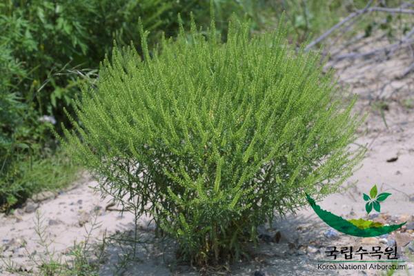 콩다닥냉이 이미지