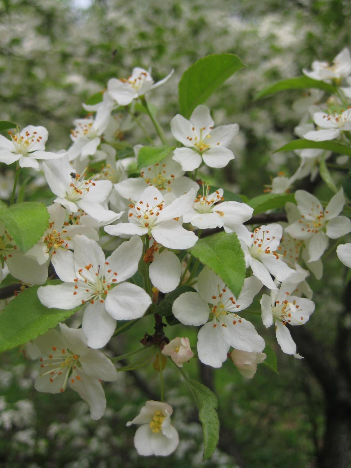 콩배나무 이미지