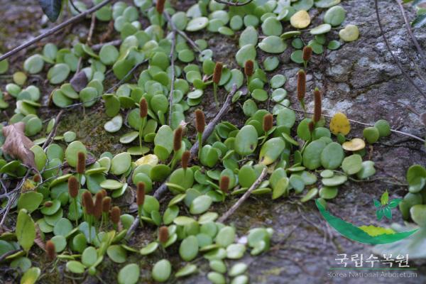 콩짜개덩굴 이미지