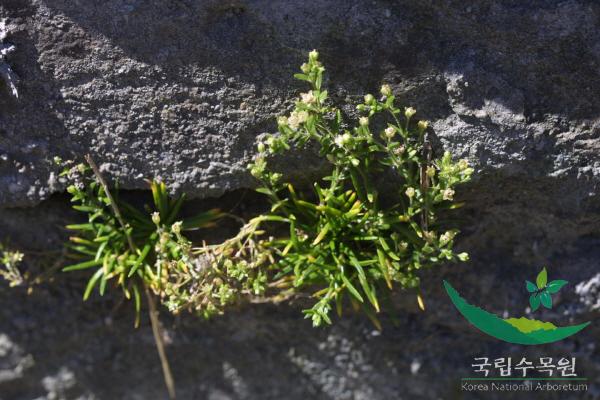 큰개미자리 이미지