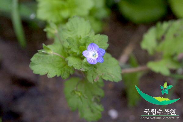 큰개불알풀 이미지