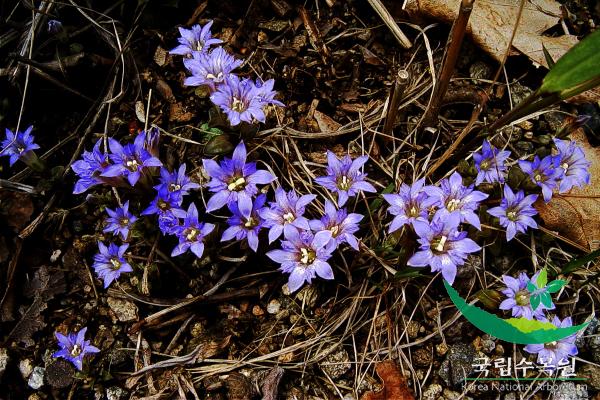 큰구슬붕이 이미지