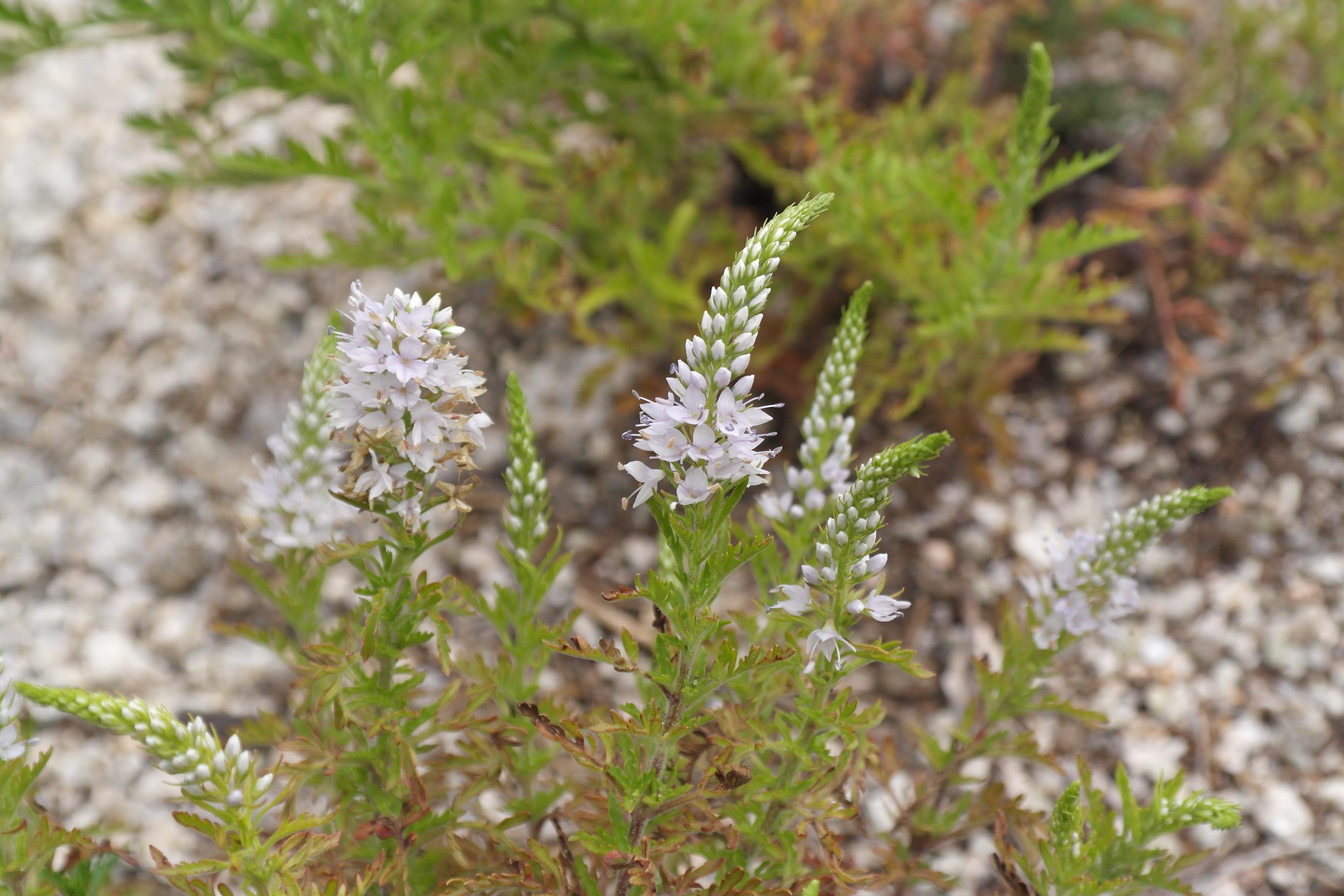 큰구와꼬리풀 이미지