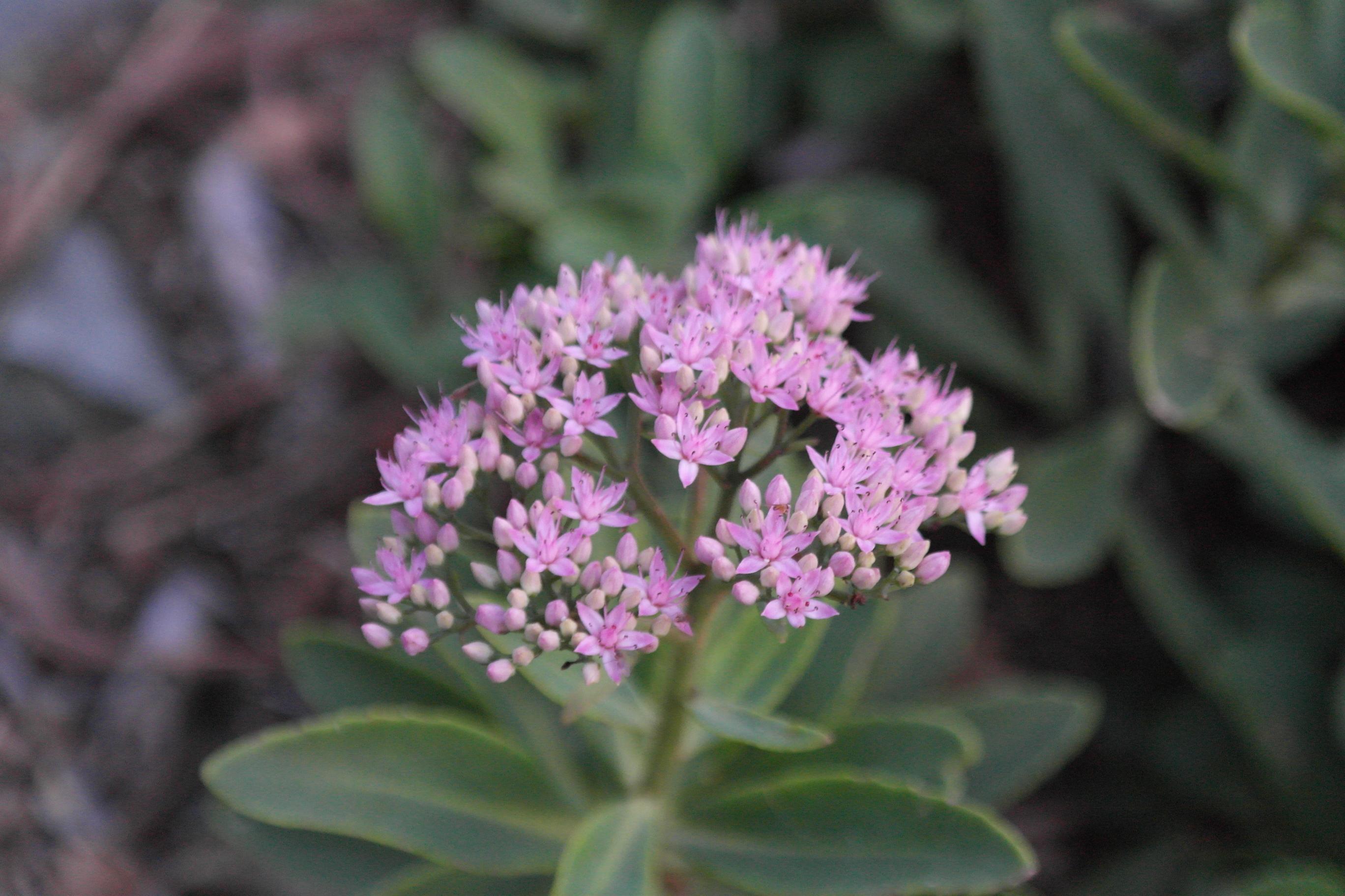 큰꿩의비름 이미지