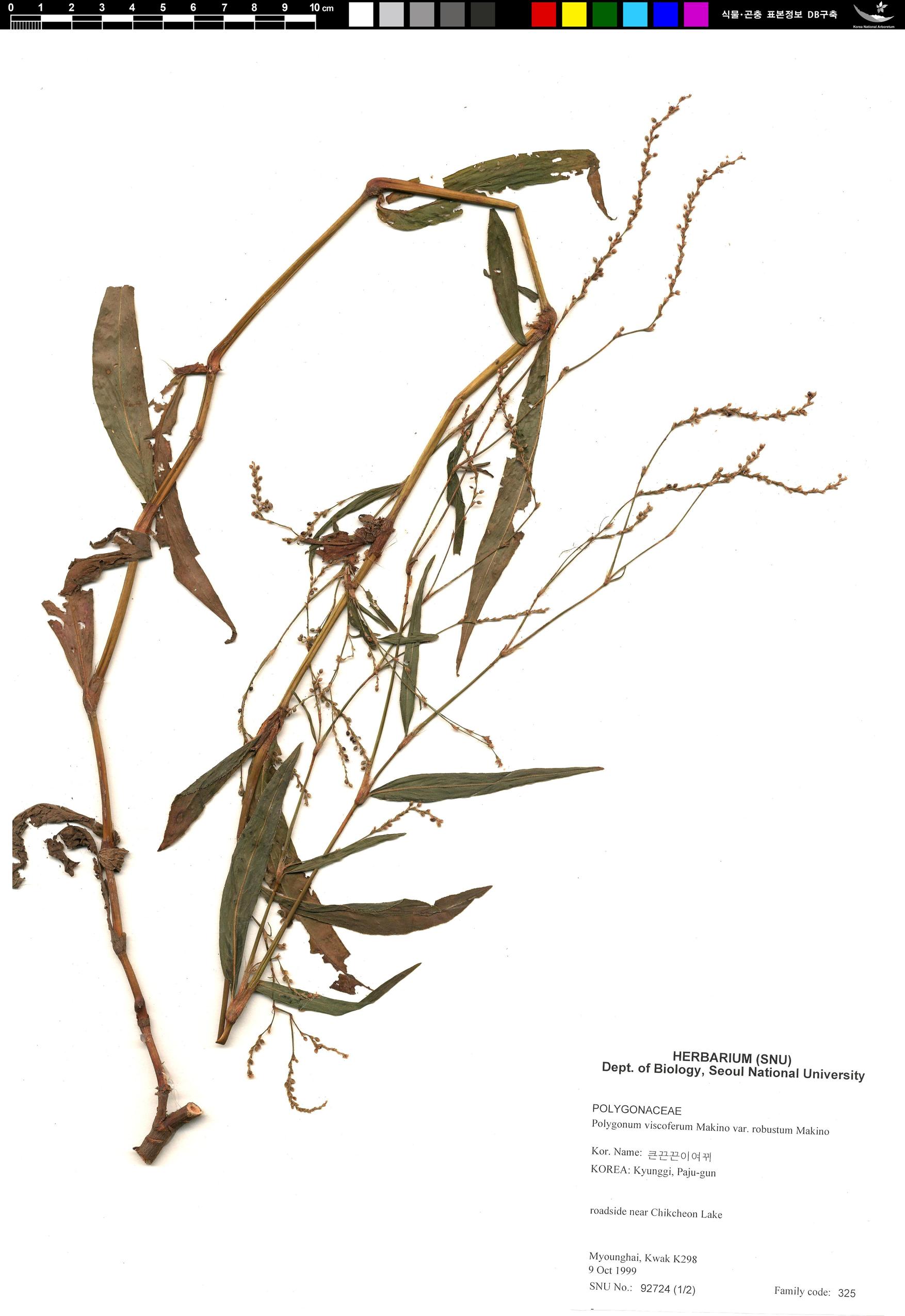 큰끈끈이여뀌 이미지