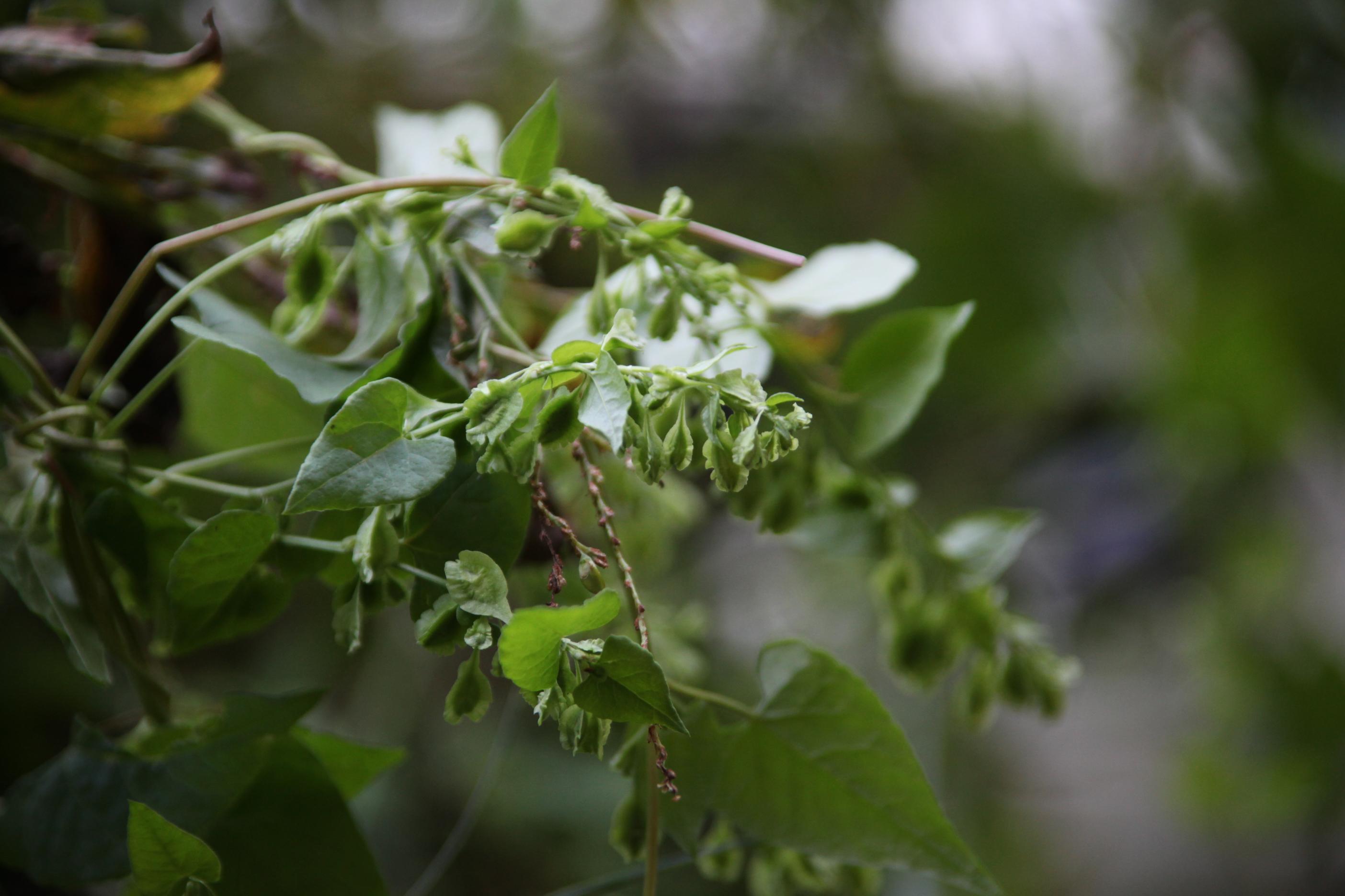큰닭의덩굴 이미지