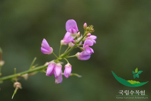 큰도둑놈의갈고리 이미지