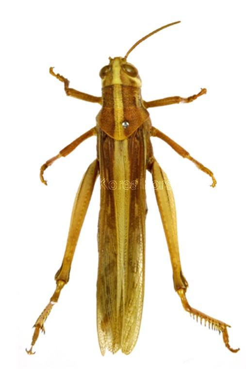 각시메뚜기 이미지