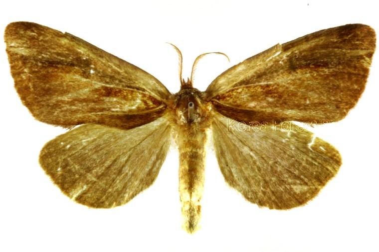 각시재주나방 이미지