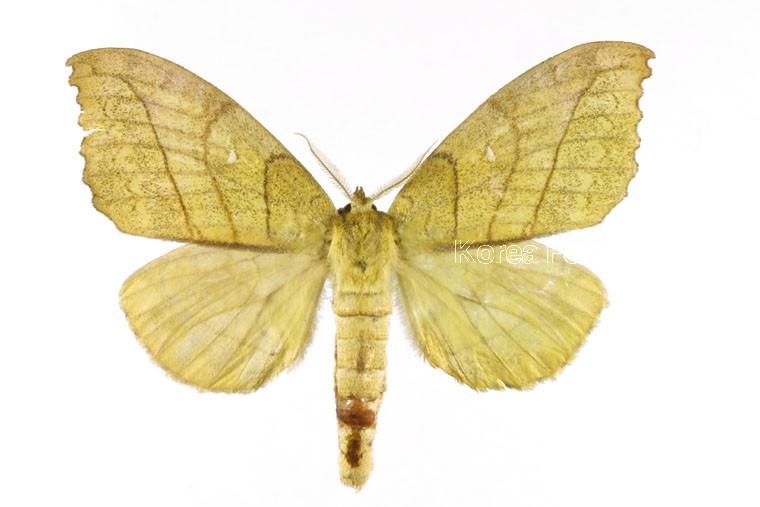 갈고리재주나방 이미지