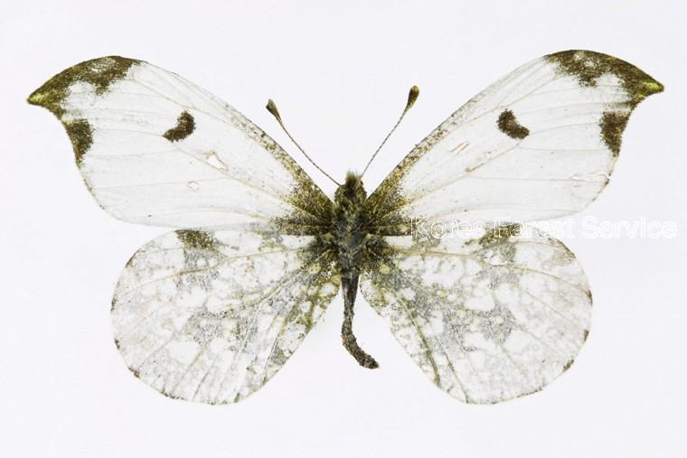 갈구리나비 이미지