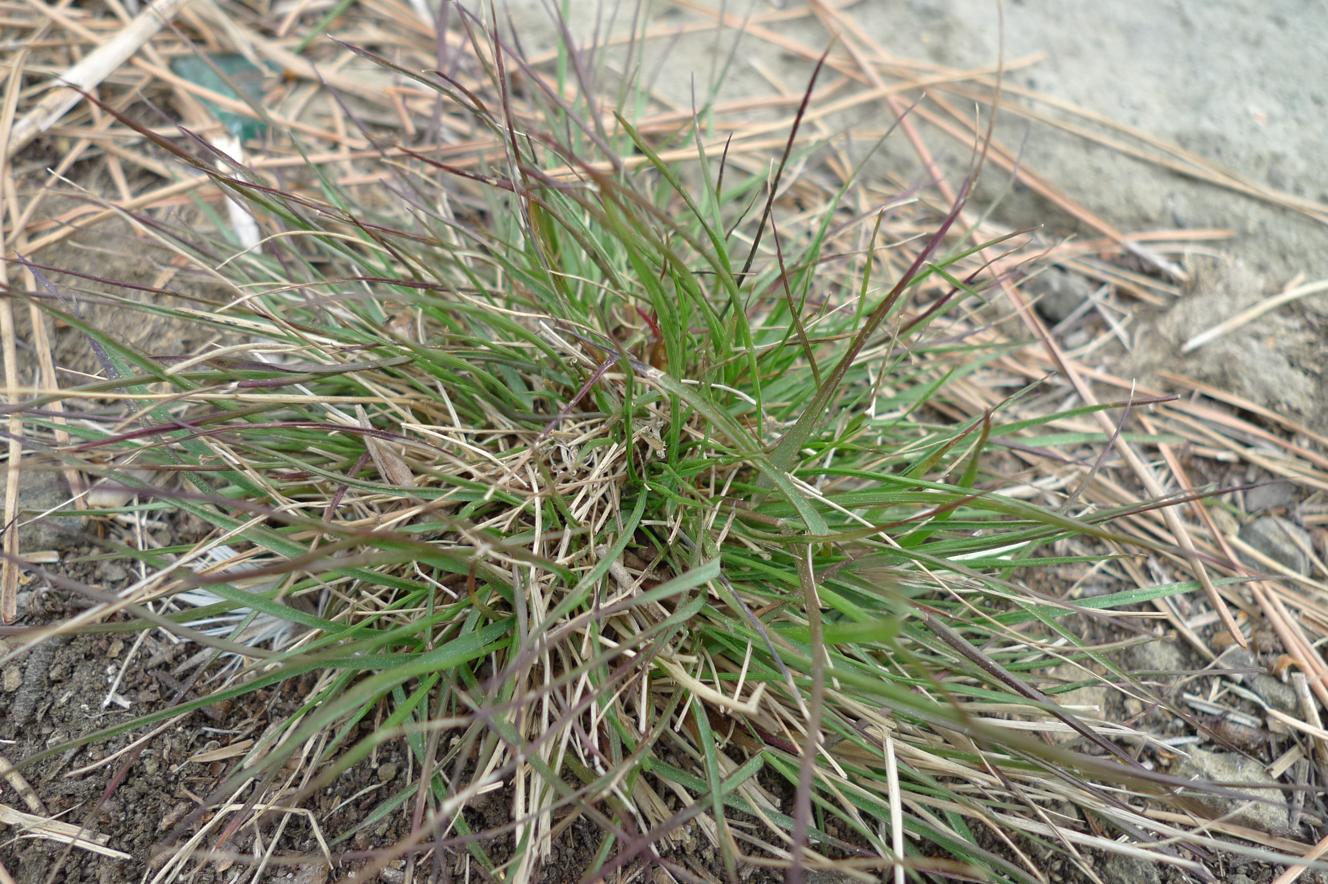 갯잠자리피 이미지