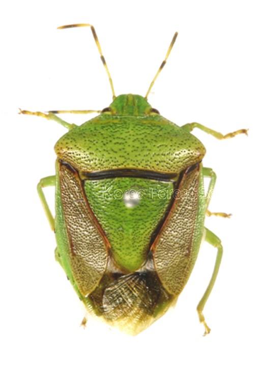 갈색날개노린재 이미지