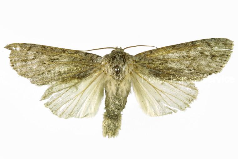 갈색테재주나방 이미지