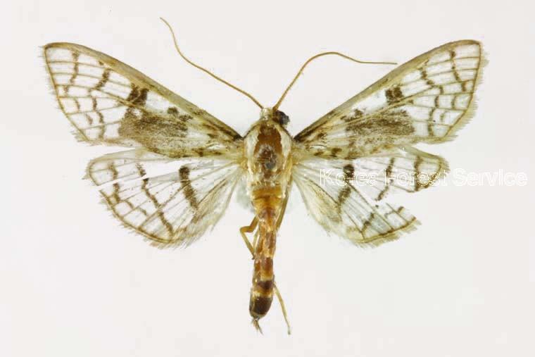 개오동명나방 이미지