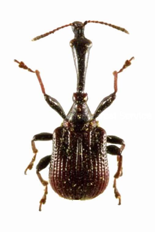 거위벌레 이미지