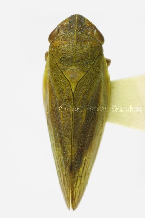 거품벌레 이미지